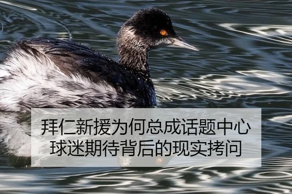 拜仁新援为何总成话题中心 球迷期待背后的现实拷问
